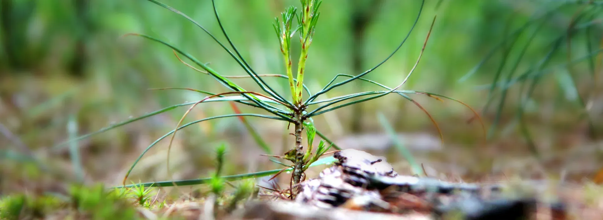 Kopfgrafik FBG Celler Land